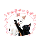 可愛い子猫の日常-5（個別スタンプ：2）