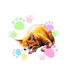 可愛い子猫の日常-5（個別スタンプ：6）