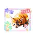 可愛い子猫の日常-5（個別スタンプ：8）