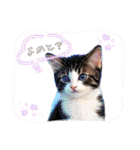 可愛い子猫の日常-5（個別スタンプ：10）