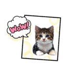 可愛い子猫の日常-5（個別スタンプ：11）