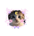 可愛い子猫の日常-5（個別スタンプ：15）