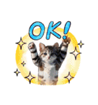 可愛い子猫の日常-5（個別スタンプ：18）
