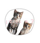 可愛い子猫の日常-5（個別スタンプ：20）