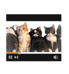 可愛い子猫の日常-5（個別スタンプ：22）