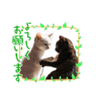 可愛い子猫の日常-5（個別スタンプ：23）