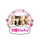 可愛い子猫の日常-5（個別スタンプ：24）