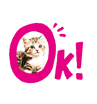 可愛い子猫の日常-5（個別スタンプ：28）