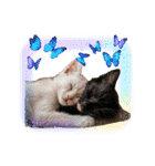 可愛い子猫の日常-5（個別スタンプ：30）