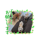 ワン太マメ太ゴン太の日常2（個別スタンプ：1）