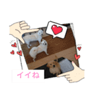 ワン太マメ太ゴン太の日常2（個別スタンプ：4）