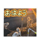 ワン太マメ太ゴン太の日常2（個別スタンプ：5）
