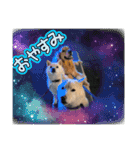 ワン太マメ太ゴン太の日常2（個別スタンプ：6）
