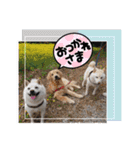 ワン太マメ太ゴン太の日常2（個別スタンプ：7）