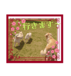 ワン太マメ太ゴン太の日常2（個別スタンプ：11）