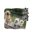 ワン太マメ太ゴン太の日常2（個別スタンプ：12）