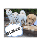 ワン太マメ太ゴン太の日常2（個別スタンプ：13）