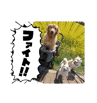 ワン太マメ太ゴン太の日常2（個別スタンプ：16）