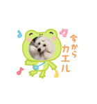 プードル集合③（個別スタンプ：6）
