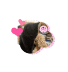 うちのネコがひとこと（個別スタンプ：3）