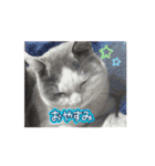 うちのネコがひとこと（個別スタンプ：4）