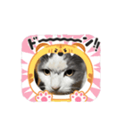 うちのネコがひとこと（個別スタンプ：6）