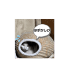 うちのネコがひとこと（個別スタンプ：8）