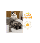 しろねこミータと妹たち2（個別スタンプ：1）