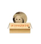 しろねこミータと妹たち2（個別スタンプ：3）