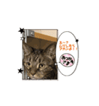 しろねこミータと妹たち2（個別スタンプ：4）