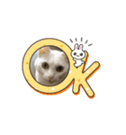 しろねこミータと妹たち2（個別スタンプ：6）