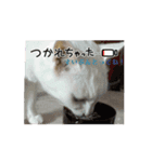 しろねこミータと妹たち2（個別スタンプ：9）