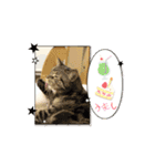 しろねこミータと妹たち2（個別スタンプ：11）