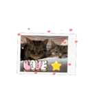 しろねこミータと妹たち2（個別スタンプ：12）