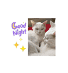 しろねこミータと妹たち2（個別スタンプ：16）