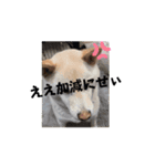 ワン太マメ太ゴン太の日常3（個別スタンプ：1）