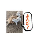 ワン太マメ太ゴン太の日常3（個別スタンプ：3）