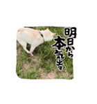 ワン太マメ太ゴン太の日常3（個別スタンプ：5）