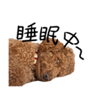 トイプーププ（個別スタンプ：3）