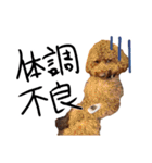 トイプーププ（個別スタンプ：7）