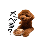 トイプーププ（個別スタンプ：9）