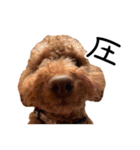 トイプーププ（個別スタンプ：11）