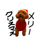 トイプーププ（個別スタンプ：13）