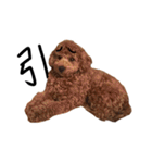 トイプーププ（個別スタンプ：16）