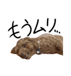 トイプーププ（個別スタンプ：20）