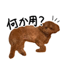 トイプーププ（個別スタンプ：21）