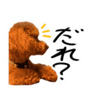 トイプーププ（個別スタンプ：22）