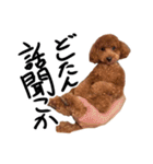 トイプーププ（個別スタンプ：23）