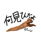 トイプーププ（個別スタンプ：24）