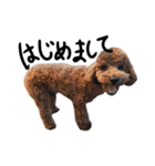 トイプーププ（個別スタンプ：28）